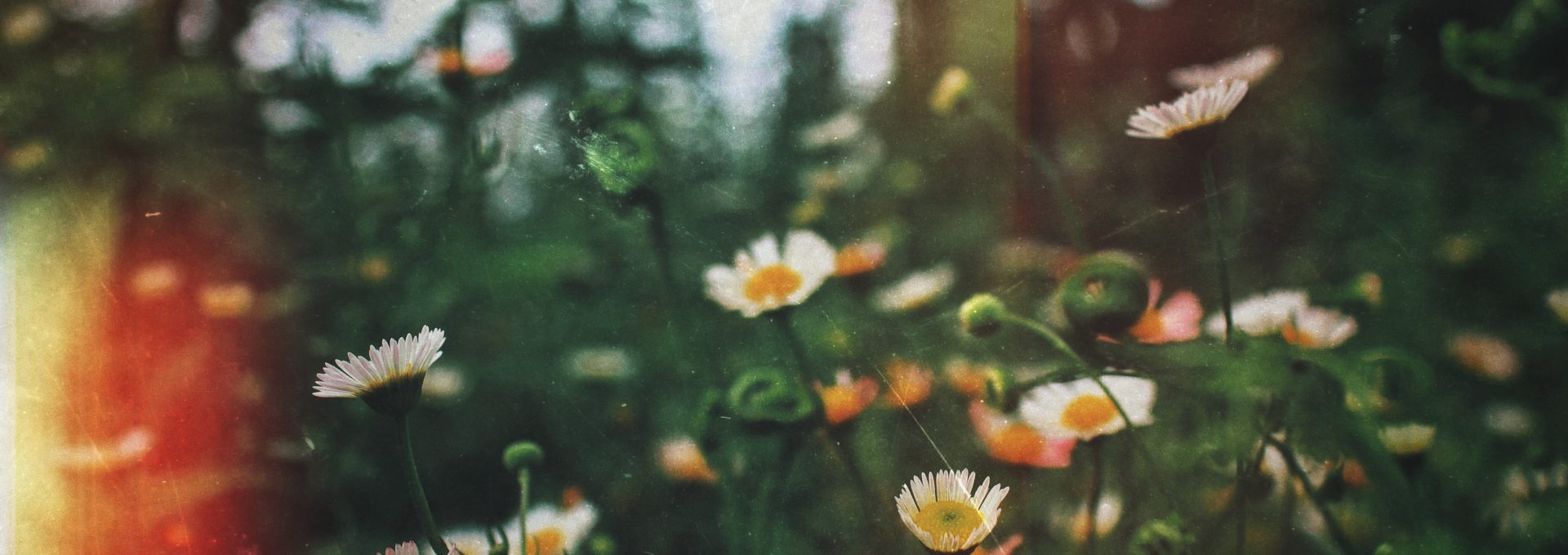 focus photography of assorted flowers