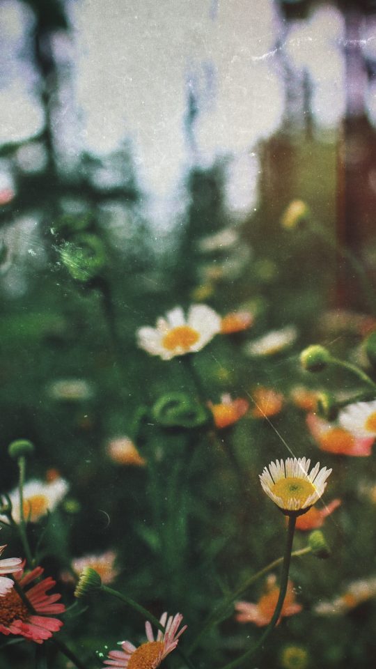 focus photography of assorted flowers